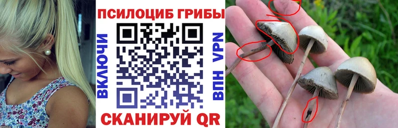 сколько стоит  Дагестанские Огни  Галлюциногенные грибы MAGIC MUSHROOMS 